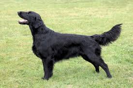 Image result for flat coated retrívr