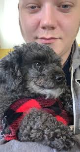 Black dog found at Lincoln with shot collar