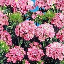 Dianthus Seed Dianthus Barbatus Pink Sweet William Flower Seeds