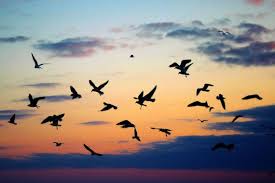 Birds Flying In The Sky Sunset Inspiring Sunset Photograph Flock Of Seagulls Photo Dramatic Wall Art Purple Orange Blue Black Mode Nature Photographs Silhouette Photos Sunset Photography