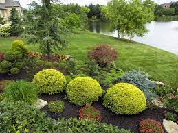 Check spelling or type a new query. Dwarf Weeping Norway Spruce Front Yard Ideas Houzz