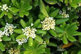 Highly perfumed white starry flowers in spring and summer. Pittosporum Tobira Nanum Mock Orange