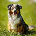 Australian Retriever | Dog Breed Info: Pictures, Traits ...
