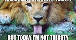 Pin On Different Types Of Funny Animal Memes