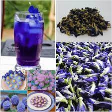 0.5oz (14g) dried blue lotus nymphaea caerulea flower tea organic free shipping, organic blue lotus, organic dried blue lotus ceylonorganicstore. Original Thai Butterfly Pea Tea Pure Natural Dried Blue Flower Clitoria Ternatea Herbalthaitea Butterfly Pea Tea Butterfly Pea Flower Tea