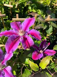 Image result for Clematis pulchra
