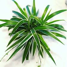 Image result for Chlorophytum sparsiflorum