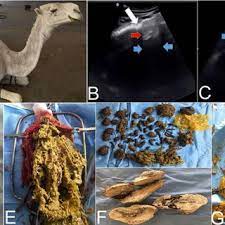 However if you need to read the stream outside a camel route, you may need to not auto close the stream. Pdf Foreign Bodies Syndrome In Camels