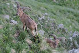 Destinasyon veya tema yazabilir veya boş bırakıp tüm seçenekleri görebilirsiniz. A Real Difference Tur Monitoring In The Mountains Of Lagodekhi Caucasus Nature Fund