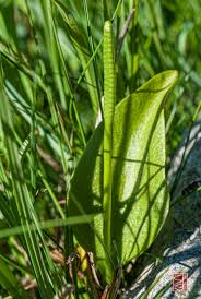 Image result for Ophioglossum thomasii