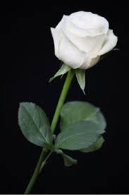 Pada kesempatan kali ini saya akan membagikan berbagai Mawar Putih Yang Terluka Kompasiana Com