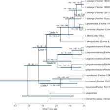 Image result for Impatiens psychadelphoides