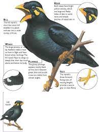Hill Mynah Birds