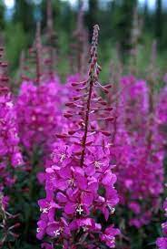 Flower Essences Tagged Flower Essence Practitioner Kit Alaskan Essences Online Store Flower Essences Fireweed Flower Remedy