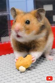 El video mostró la secuencia en la que la joven encuentra a su hámster recostado con el gato. Hamster Eddo May I Have A Coffee Please Perros Y Gatos Graciosos Animales Bonitos Animal Domestico