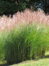 Image result for Miscanthus sinensis