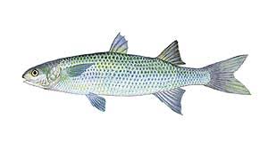 Coastal Carolina Guide Service List Of Nc Fish Species