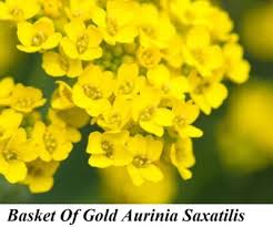 Image result for Aurinia