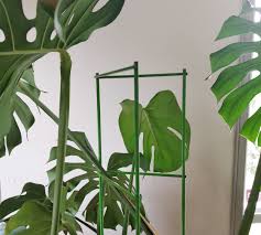 Trellis Installation For Monstera Deliciosa Trellis Plants Monstera Deliciosa Plant Journal
