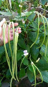 Kacang buncis merupakan sejenis sayur kekacang yang berbuah dan sangat kaya dengan for faster navigation, this iframe is preloading the wikiwand page for pokok kacang buncis. Facebook