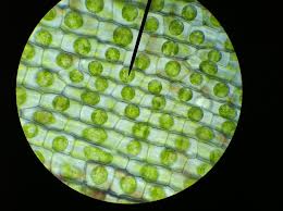We did not find results for: What Was The Appearance Of The Elodea Cells In Hypertonic Solution Quizlet Effect Of Solutions On Cells