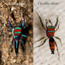 Image result for Chrysoclista splendida