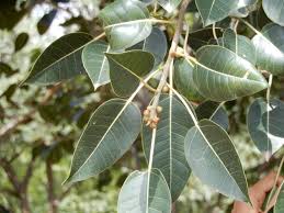 Image result for Ficus virens