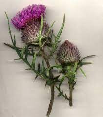Super Nature Tattoo Arm Birds 15 Ideas Thistle Flower Thistle Flower Tattoo Scottish Flowers
