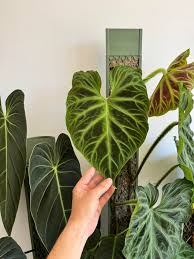 Image result for Viscum verrucosum