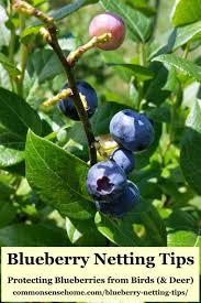 Bird Netting For Blueberries Blueberry Netting Tips Protecting Blueberries From Birds Deer With Images Blueberry Blueberry Plant Blueberry Bushes