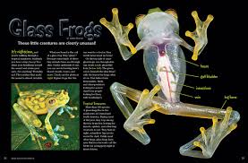 Image result for glass frog