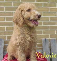 Keystone puppies, llc is an online advertising source for many reputable breeders. Labradoodle Puppies For Sale In Pa Labradoodle Puppies For Adoption