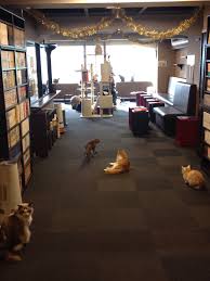 cat cafe pet cafe cat cafe kitty cafe
