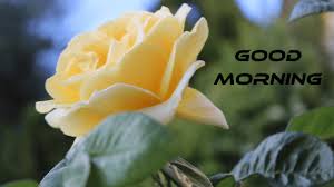 Rose yellow good morning images hd. Good Morning Rose Images Download Red White Yellow Pink Hd Bunches