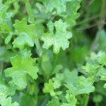 Image result for Cineraria saxifraga