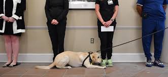 In some cases, these clubs offer a veterinary financial assistance fund. Virus Sniffing Dog Vegas Boom News From Around Our 50 States