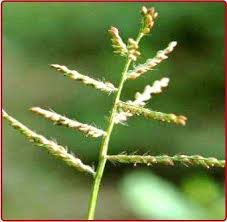 Image result for Acrachne