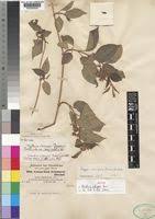 Image result for Marsdenia schimperi