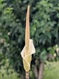 Image result for Amorphophallus goetzei