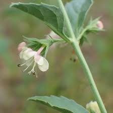 Image result for Clerodendrum abilioi
