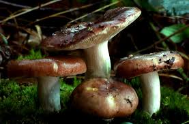 Image result for Russula sp
