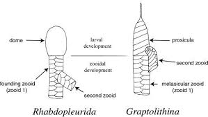 Image result for Dignathia gracilis
