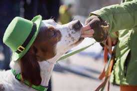 Of gaelic origin, means joy.; The Best Irish Dog Names For Your New Puppy K9 Web