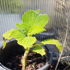 Image result for Coleus shirensis