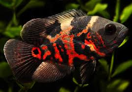 Ikan oscar dikenal sebagai predator yang memiliki sifat agresif. Ikan Oscar Astronotus Ocellatus Biota Dunia Perairan