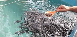 Ikan kakap putih sebenarnya adalah ikan liar yang hidup di laut. Dari Laut Kakap Putih Berkembang Di Air Payau Mongabay Co Id Mongabay Co Id