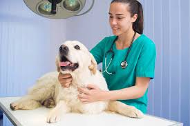 Due to our increasing number of clients, we wanted to take this opportunity to Types And Benefits Of Pet Care Services Pet Shops Guide Blog