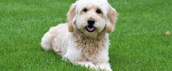 Mum is a fully qualified assistance dog. Rosewood Kennel Breeder Of Top Quality Goldendoodle Puppies