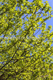 The dove tree, davidia involucrata, which has large white bracts said to look like handkerchiefs. Davidia Involucrata Handkerchief Tree Dove Tree Buy Seeds At Rarepalmseeds Com