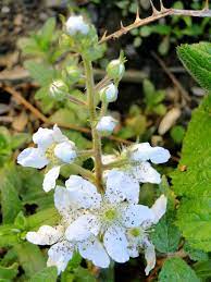 Maybe you would like to learn more about one of these? Hd Wallpaper Wild Blackberry Bush Plant Flowering Flowers Nature Leaf Wallpaper Flare